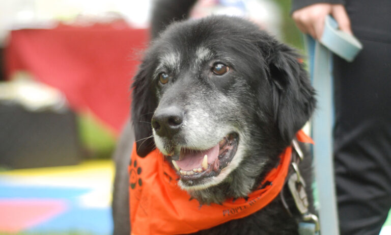 Responsible Dog Ownership Month