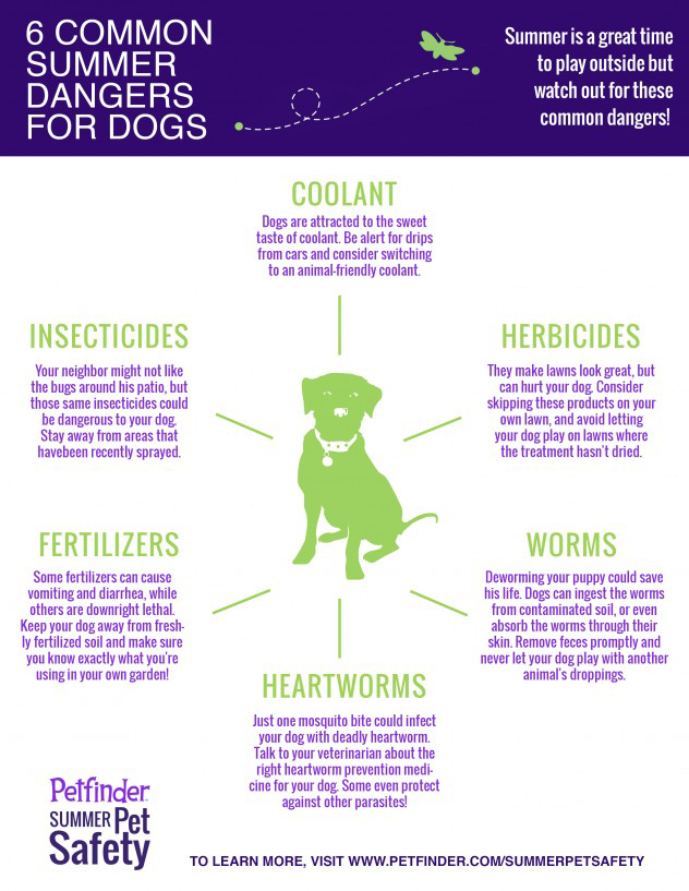 Shared from our partners at Petfinder™