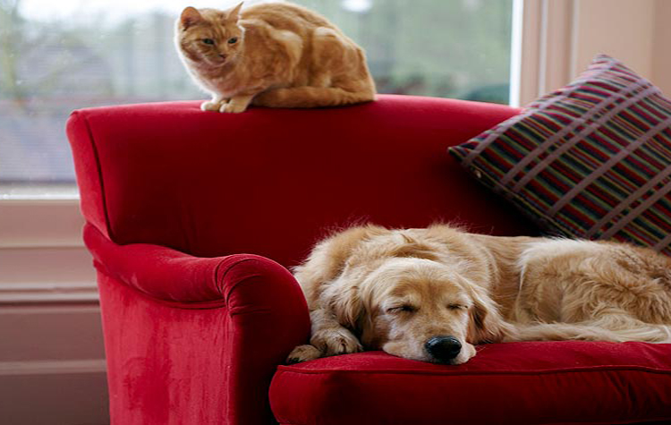 Pets and Rental Housing