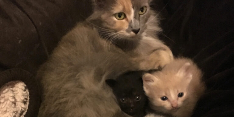 Growing Our Foster Home Team
