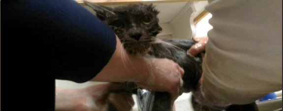 Second Chance for Smokey