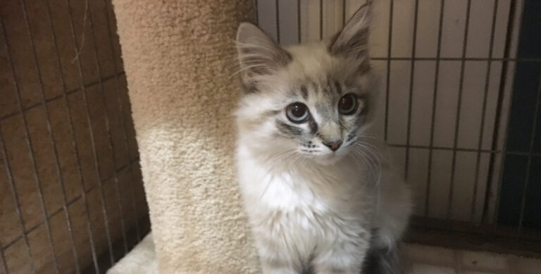 A Kitten Tale