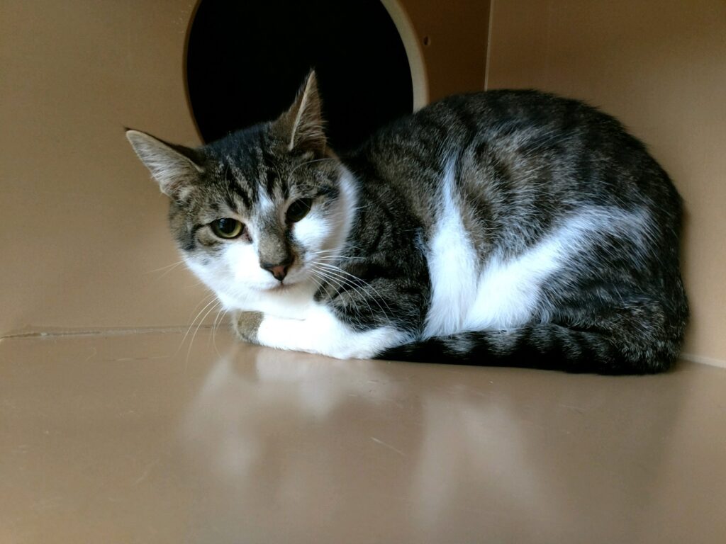 Image of Clawdius, a gray tabby with white markings