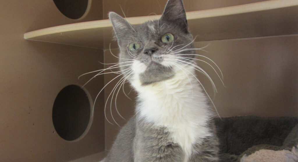 Image of a gray cat with a white breast sitting