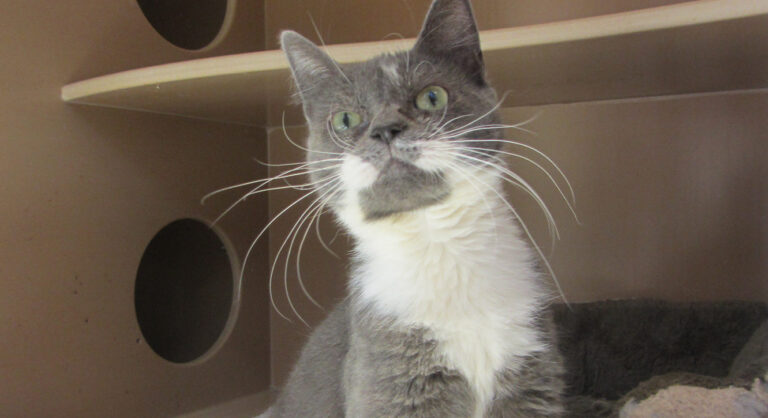 Image of a gray cat with a white breast sitting