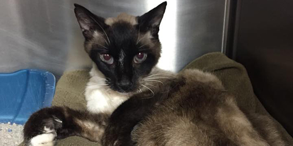 Image of a Siamese cat looking at the camera
