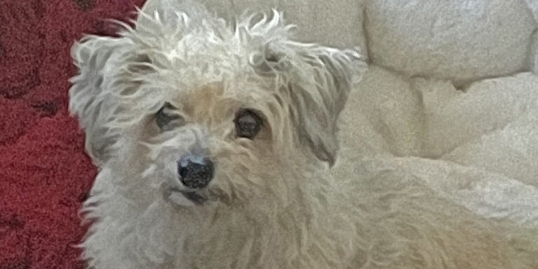 Image of a small white dog