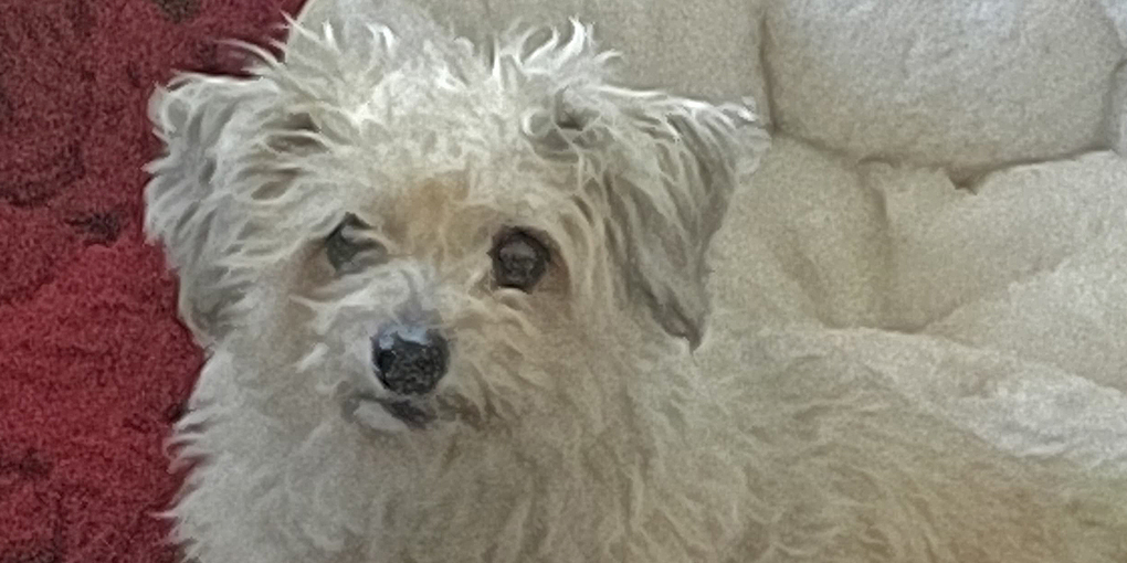 Image of a small white dog