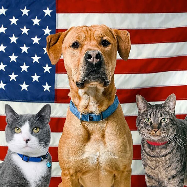 A dog and two cats pose in front of an American flag