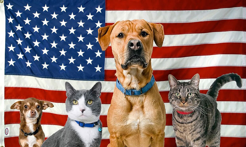 Dogs and cats pose in front of an American flag