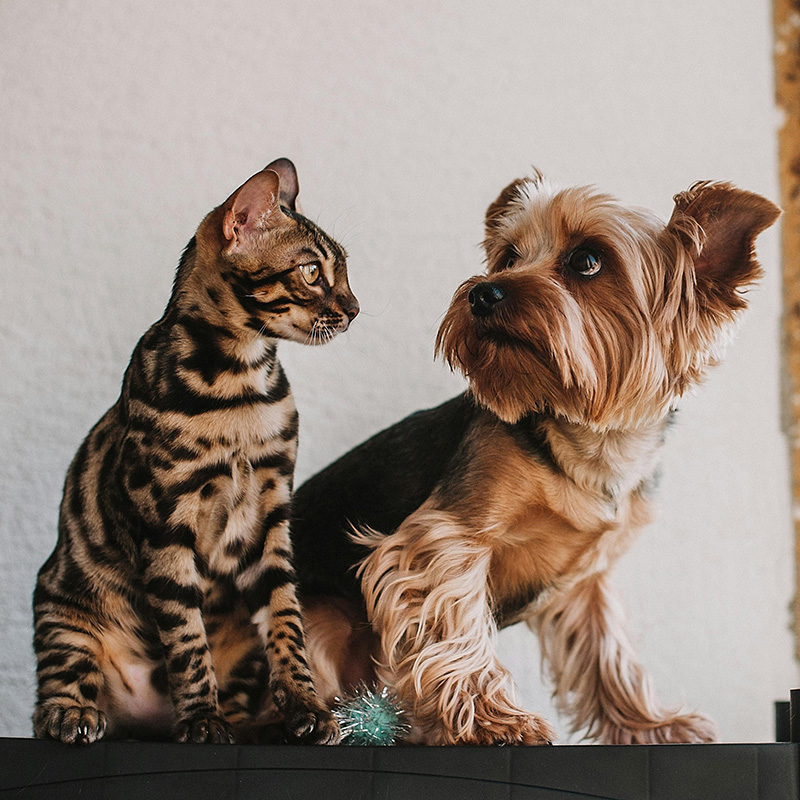 Photo of a Tabby with a Yorkie 